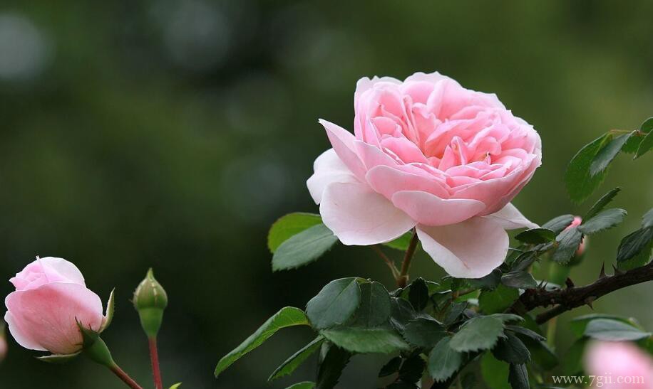 月季花夏天可以暴晒吗？