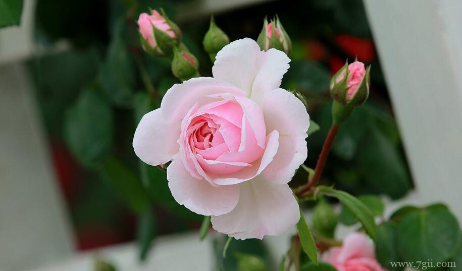 月季花夏天可以暴晒吗？