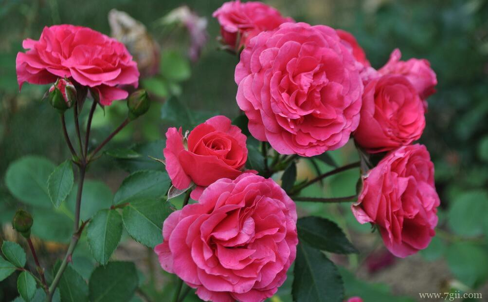 养绒球门廊月季的注意事项