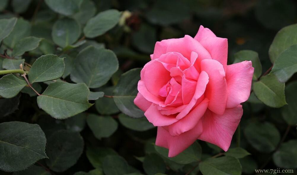 月季花根系发达吗？