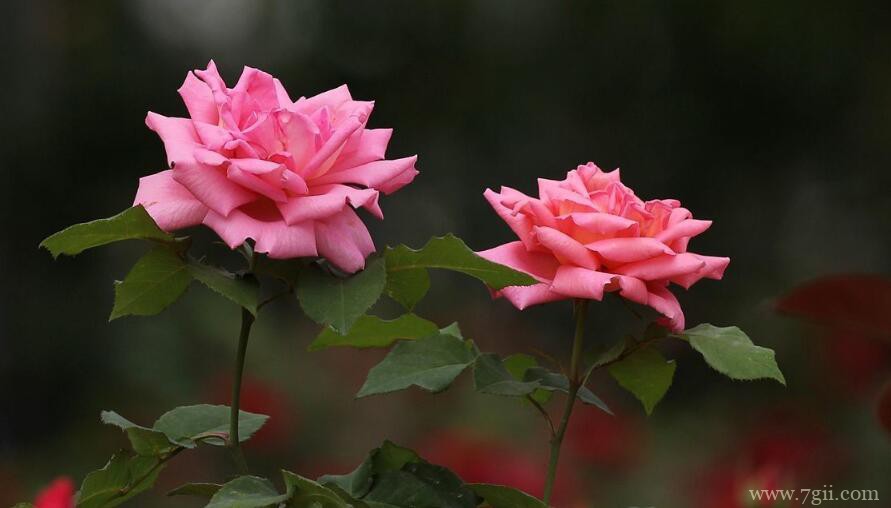 月季花根系发达吗？