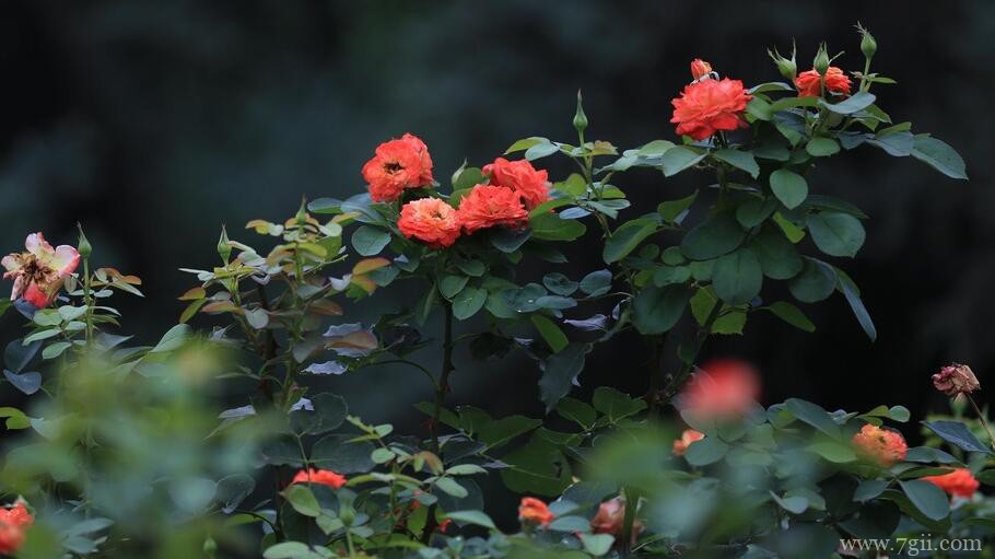 月季花剪花从哪里开始剪？