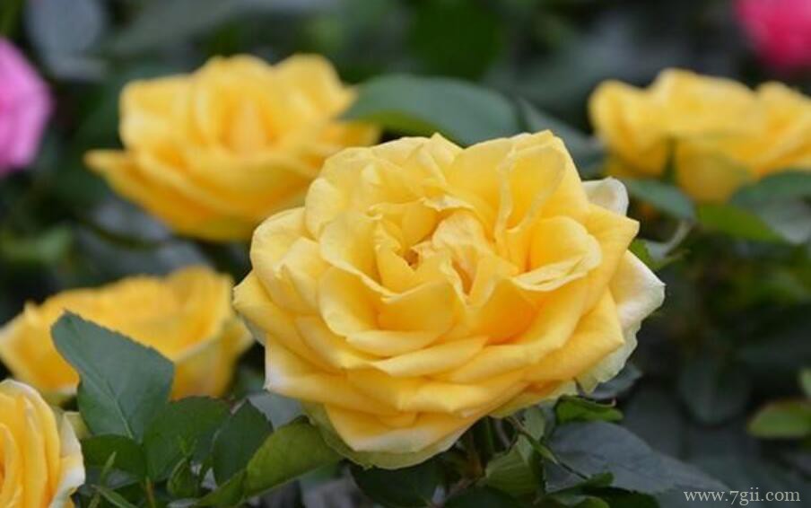 月季花移栽后叶子发蔫还能救活吗？