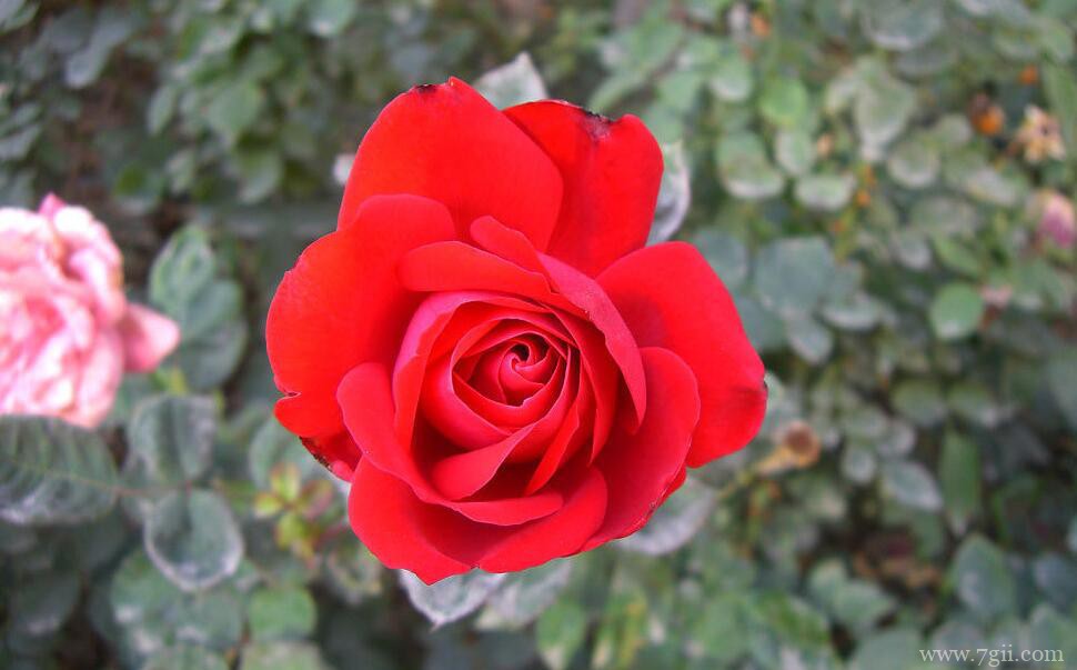 月季花黑斑病的症状特点和防治方法