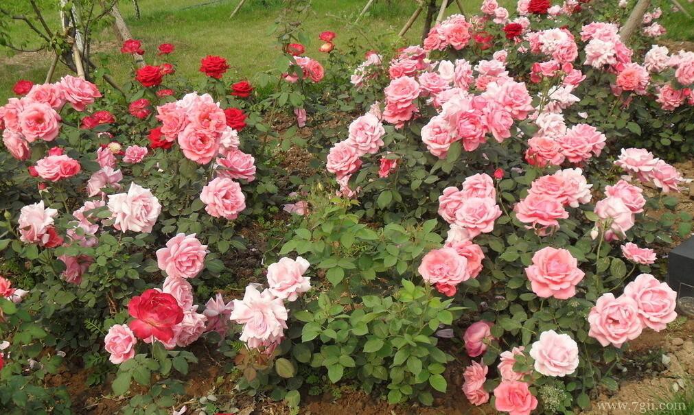 月季花需要压枝要多久生根？