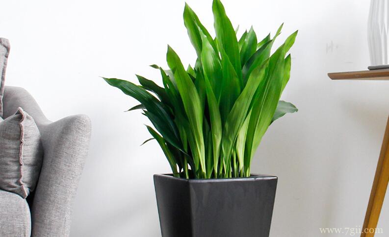 一叶兰用深盆还是浅盆？