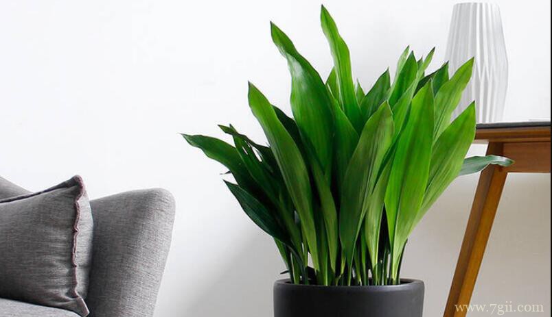 一叶兰可以室外养殖吗？