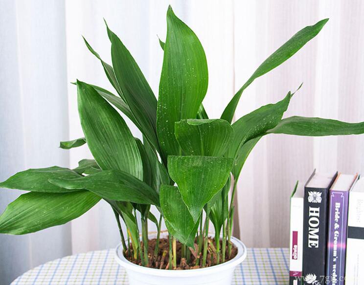 一叶兰什么时候分盆？