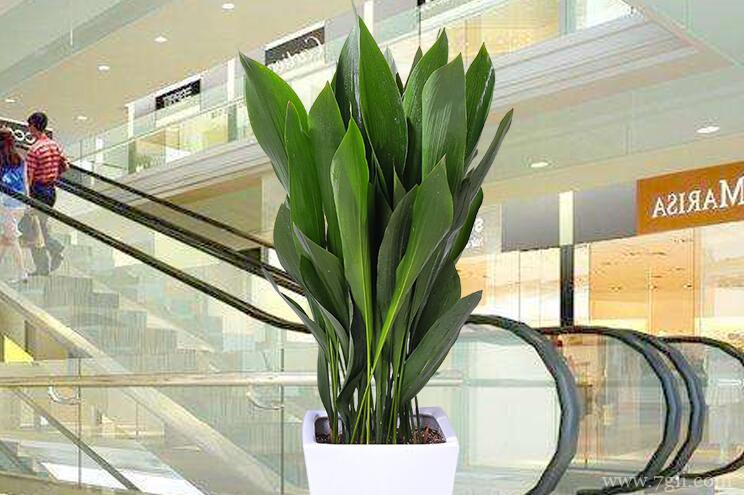 一叶兰怎么养殖？一叶兰的养殖方法和注意事项