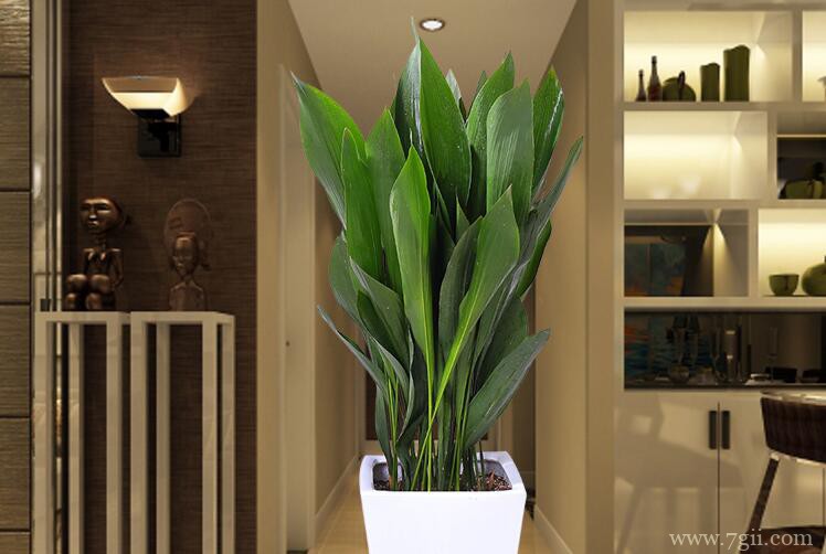 一叶兰怎么养殖？一叶兰的养殖方法和注意事项