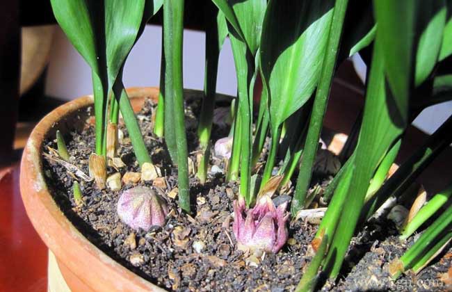 一叶兰叶子的原因及解决方法