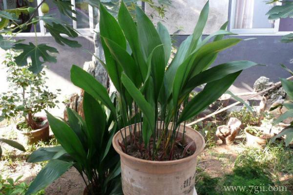 一叶兰怎么修剪？一叶兰的修剪方法