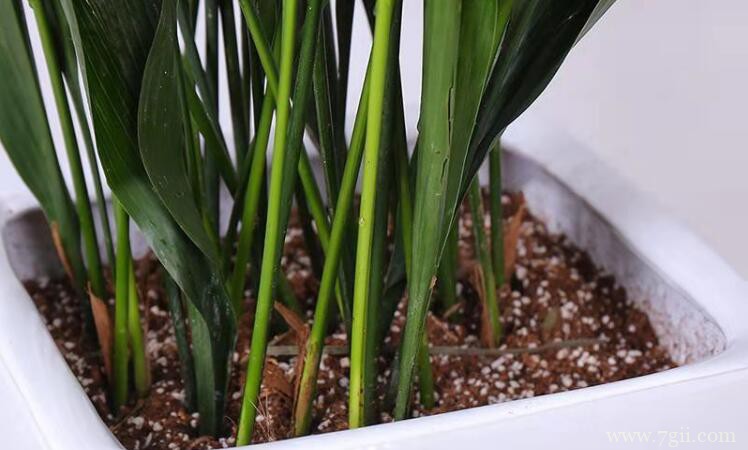 一叶兰什么时候开花？一叶兰3～4月开花