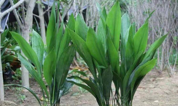 一叶兰的养殖方法