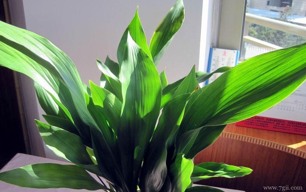 一叶兰怎么分株繁殖？一叶兰分株繁殖方法