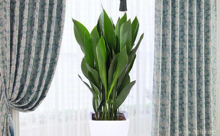 一叶兰的功效和作用