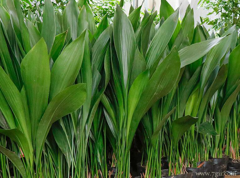 一叶兰适合放卧室吗？