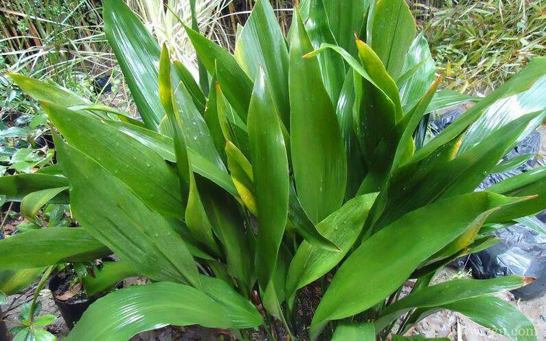 一叶兰怎么养？一叶兰的养护技巧