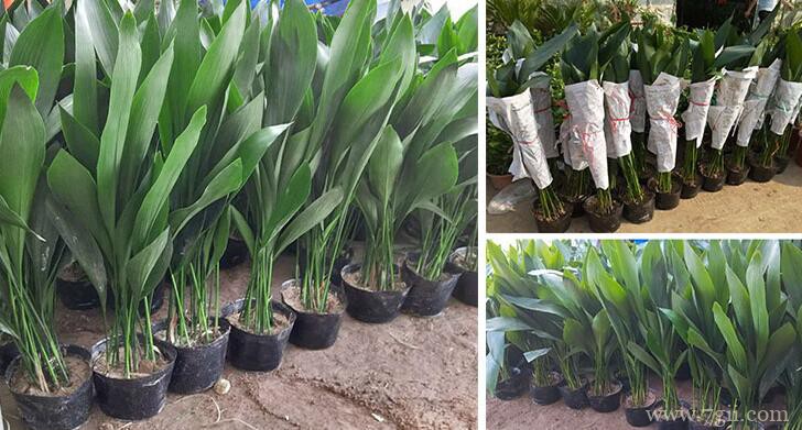 一叶兰怎么养？一叶兰的养护技巧