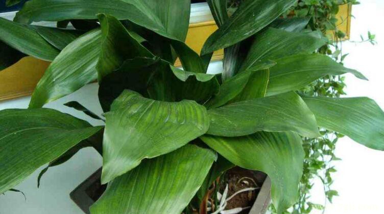 如何让一叶兰爆盆？学会这5个步骤迅速爆盆