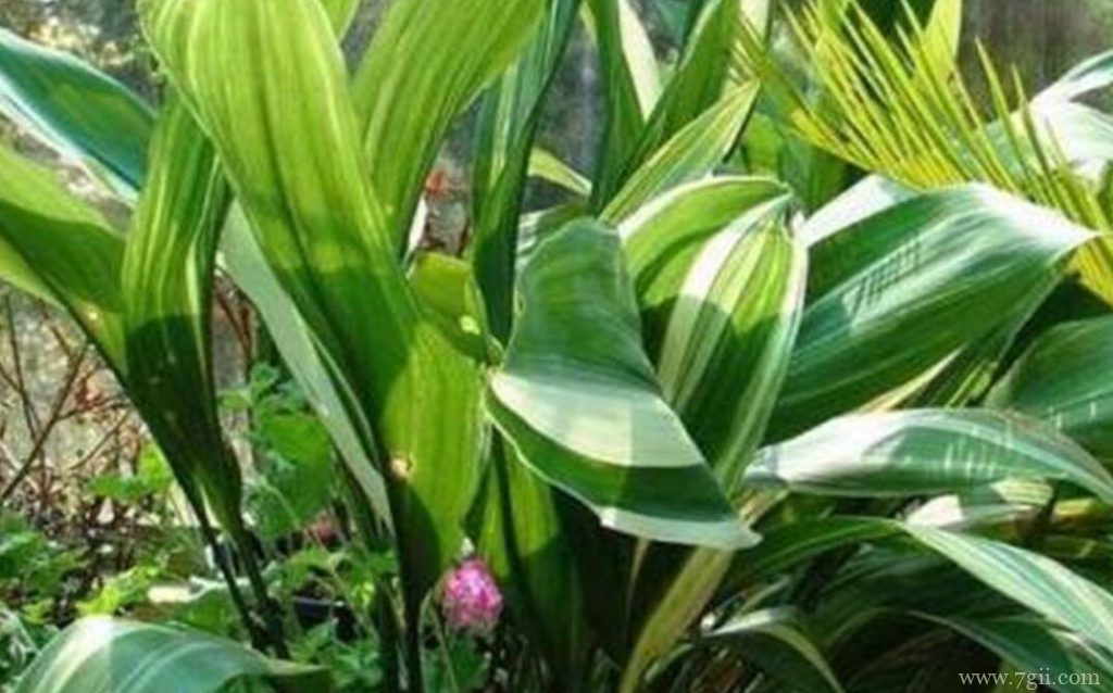 一叶兰是什么植物？