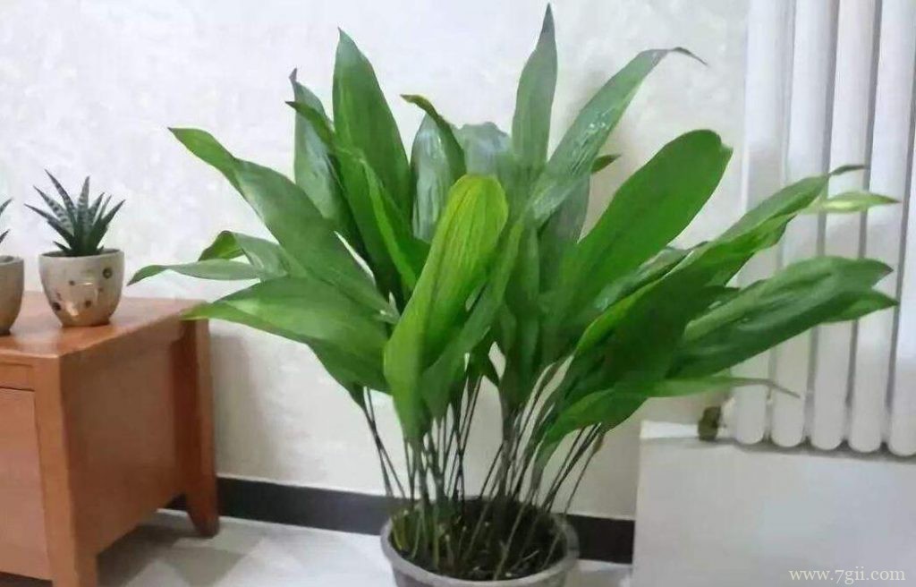 一叶兰怎么养殖？