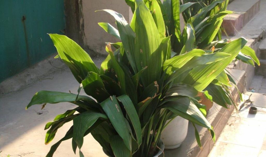 一叶兰是兰花吗？