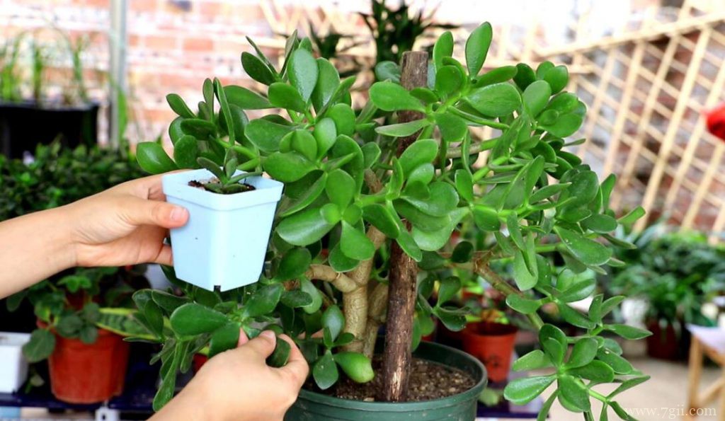 玉树的图片大全，玉树高清图片！