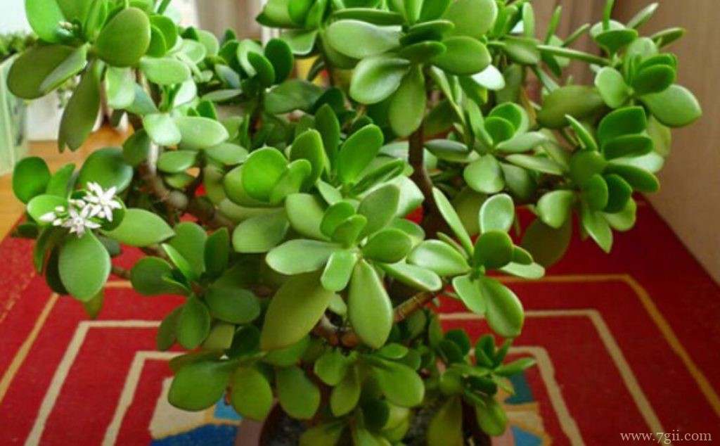 玉树的图片大全，玉树高清图片！