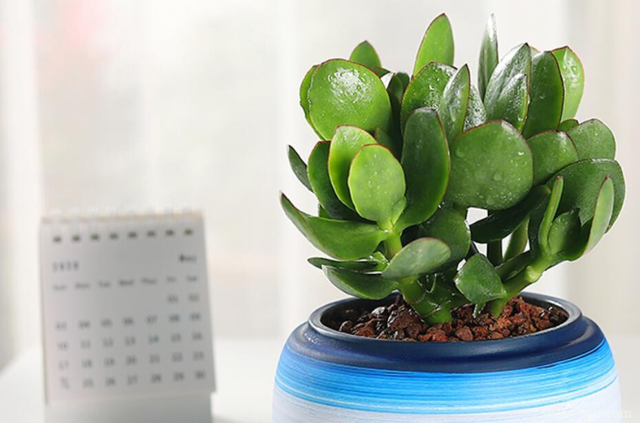 玉树的图片大全，玉树高清图片！