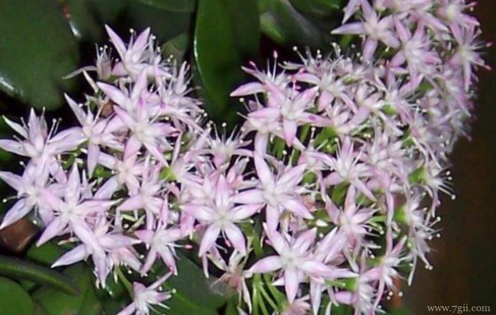 玉树怎么修剪造型？玉树造型修剪的方法