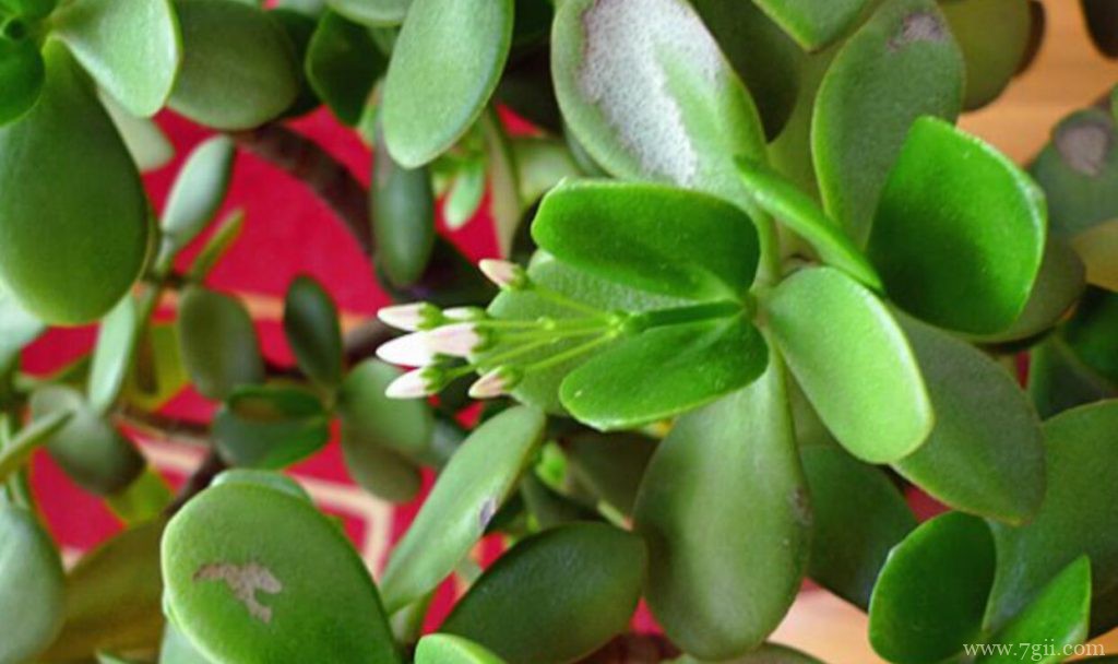 玉树冬天怎么浇水？玉树冬天控温浇水