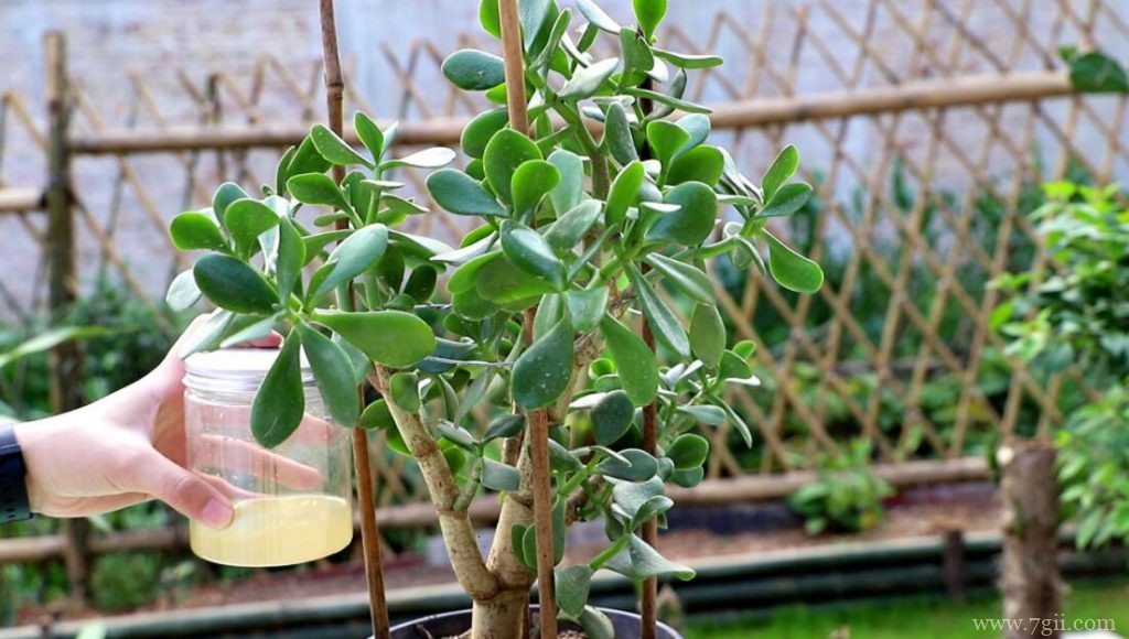 玉树有没有毒？