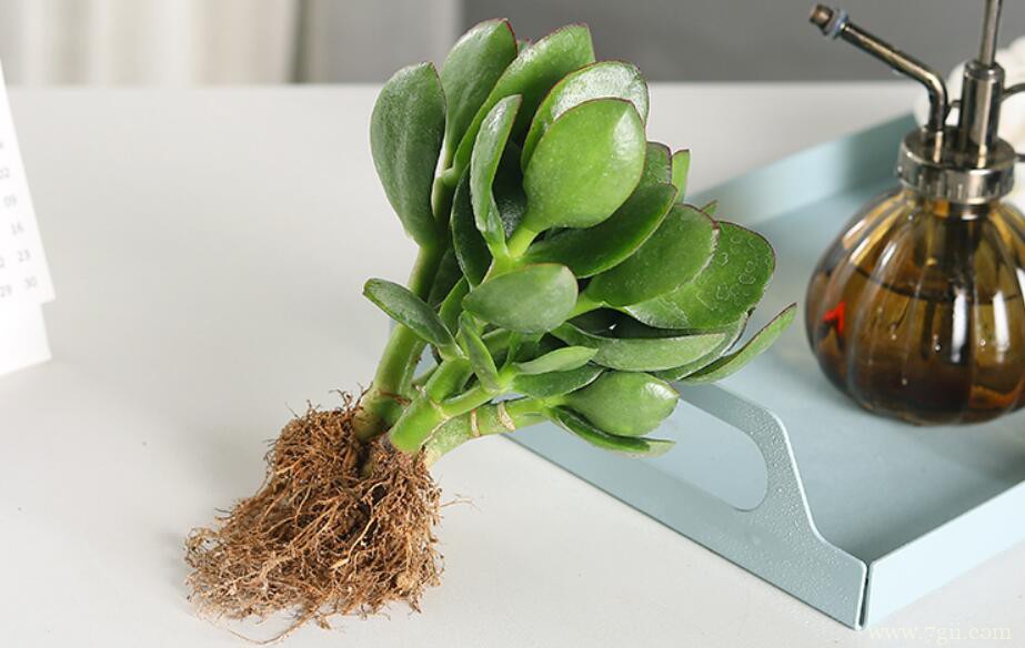 玉树嫁接长寿花的时间