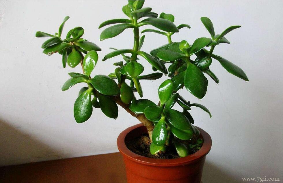 玉树烂根怎么办？玉树烂根的解决方法