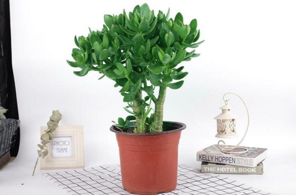 玉树怎么养殖？养殖玉树需要注意什么？