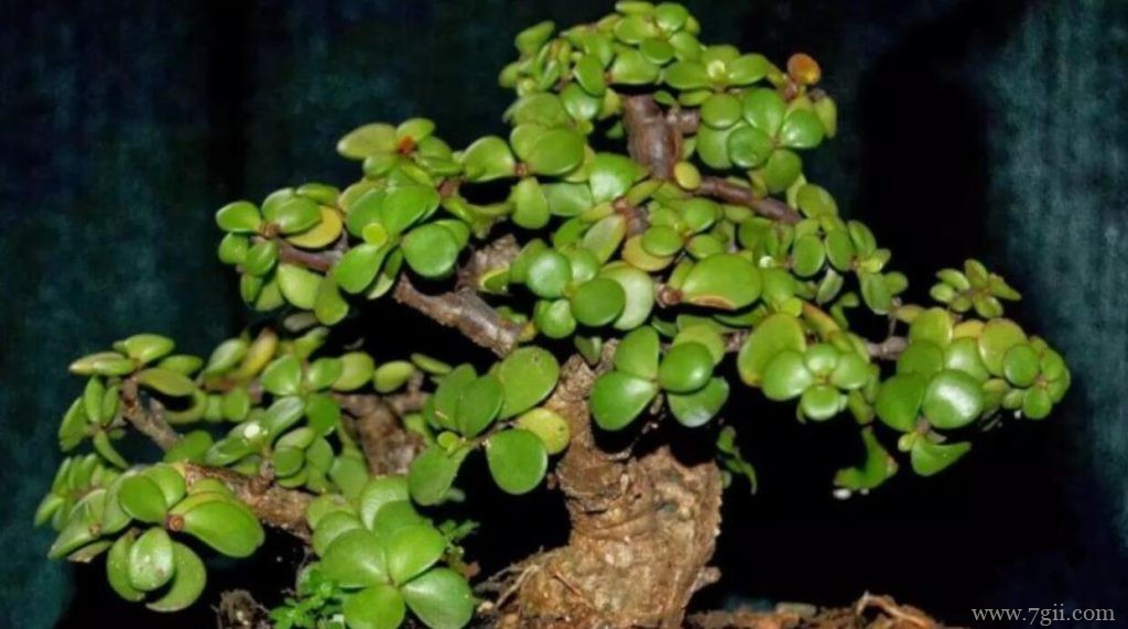 玉树插枝时可以浇水吗？