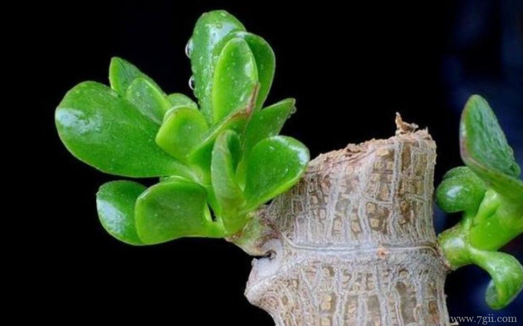 玉树插枝时可以浇水吗？