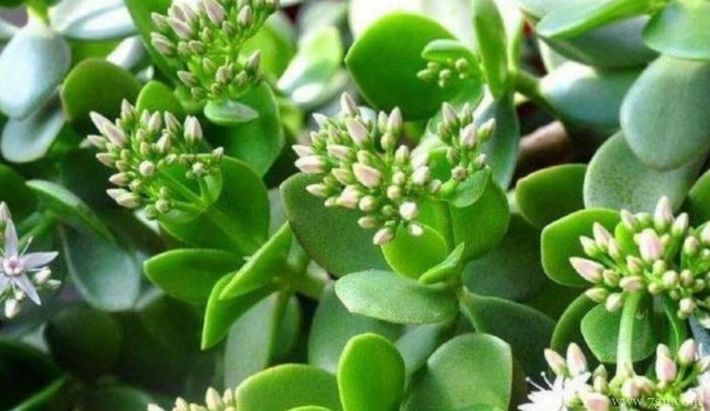 玉树的养殖方法和注意事项