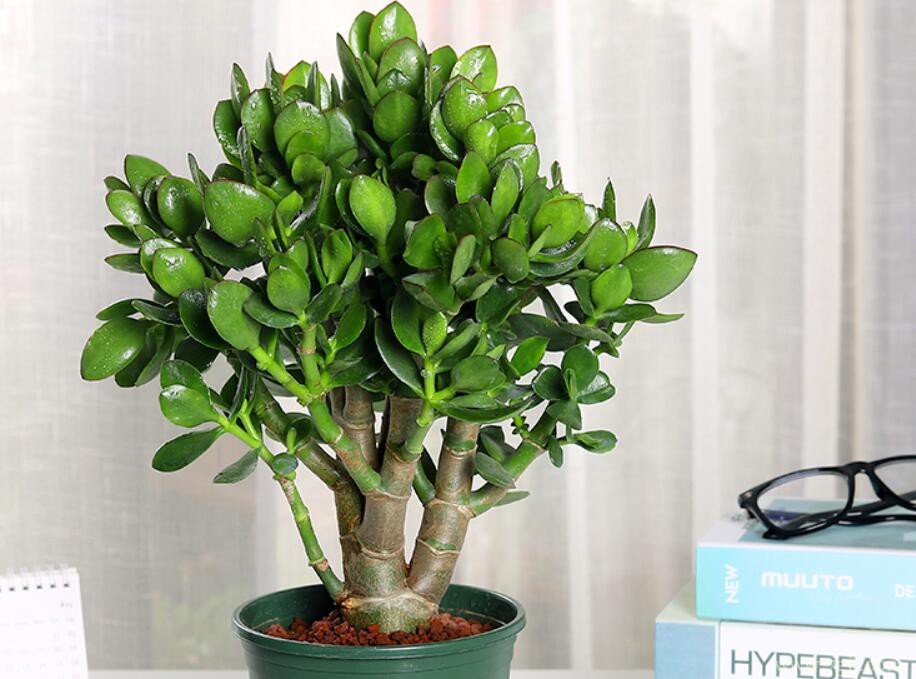 玉树的修剪方法和注意事项