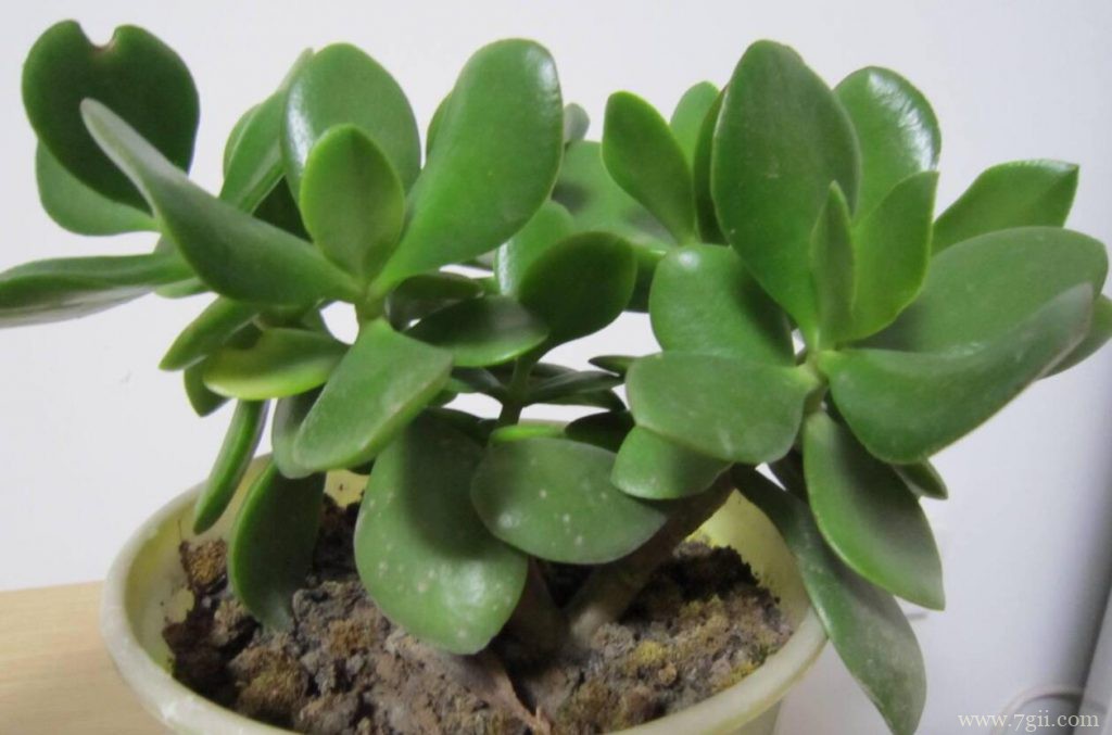 玉树扦插怎么生根？扦插玉树最快的生根方法