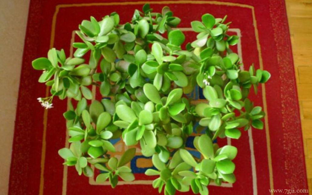 玉树如何养殖？玉树的养殖方法和注意事项