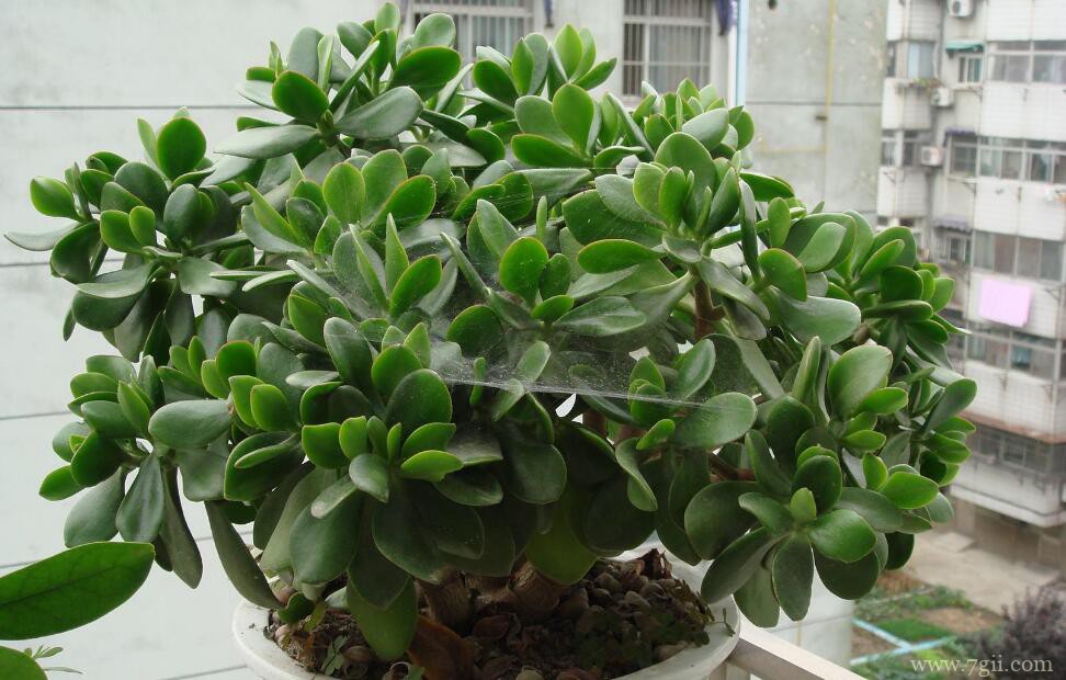 玉树常见的病虫害及防治方法