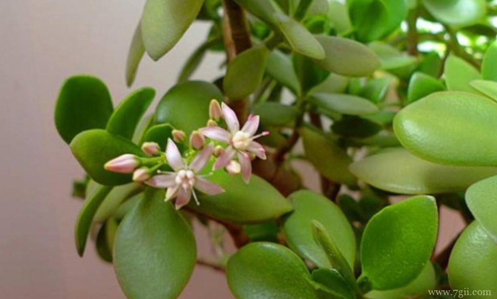 玉树什么时候开花？玉树的开花时间