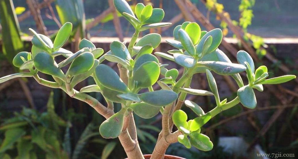 夏天养护玉树的方法