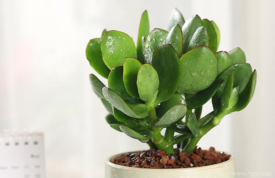 玉树初次怎么修剪？初次修剪玉树的方法