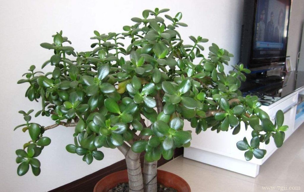 玉树夏天可以换盆吗？玉树换盆的方法