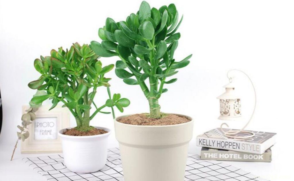 玉树什么时候繁殖最好？