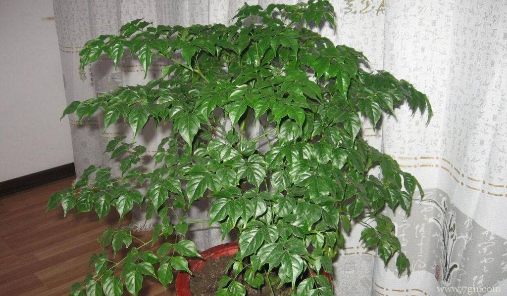 幸福树叶片蔫了怎么办？让幸福树恢复活力的四种方法