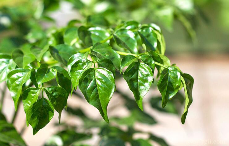 幸福树叶子发黑怎么办？幸福树叶子发黑的原因及处理方法